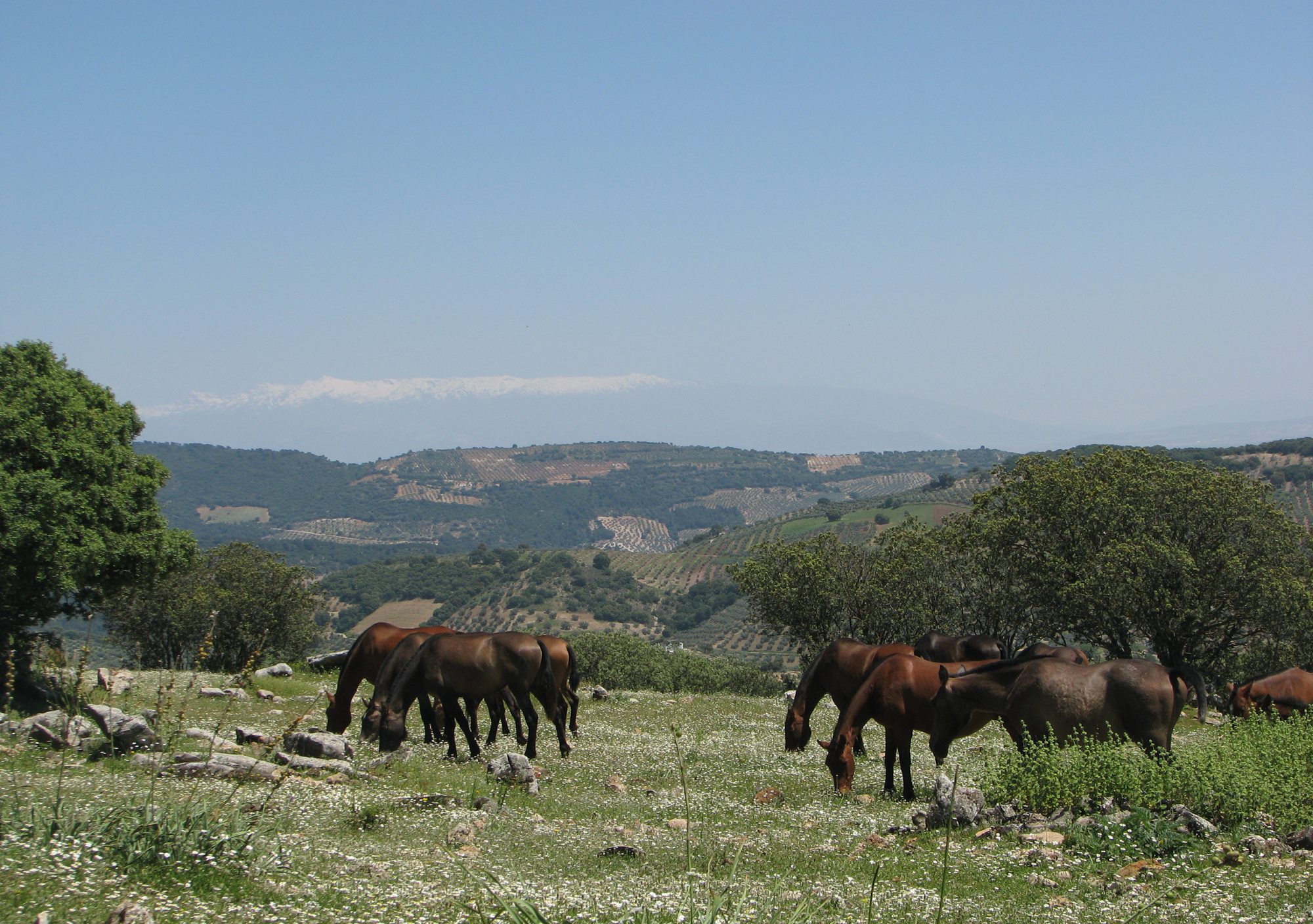 Visitar la yeguada de Domingo Chinchilla en Algarinejo, visitas yeguada de Domingo Chinchilla en Algarinejo, tours yeguada de Domingo Chinchilla en Algarinejo, excursión yeguada de Domingo Chinchilla en Algarinejo, montar a caballo en Granada, equitación